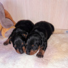 Photo №3. Mini-Doberman puppies. Russian Federation