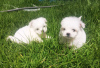 Photo №1. maltese dog - for sale in the city of Erlenbach am Main | 1124$ | Announcement № 11561