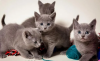 Photo №3. Russian blue kittens. Netherlands