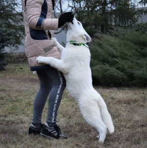 Photo №4. I will sell berger blanc suisse in the city of Dnipro. from nursery, breeder - price - Negotiated