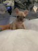 Photo №3. New year French Bulldog available now. Netherlands