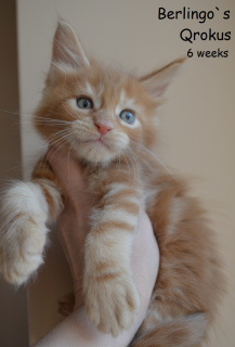 Photo №1. maine coon - for sale in the city of Voronezh | 1200$ | Announcement № 2066