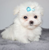 Photo №1. maltese dog - for sale in the city of Неаполь | 371$ | Announcement № 107578