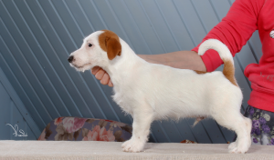 Additional photos: Jack Russell Terrier puppies (FCI)