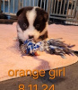 Photo №4. I will sell border collie in the city of Zlín.  - price - Is free