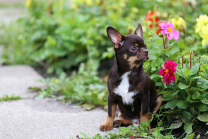 Photo №2 to announcement № 3420 for the sale of chihuahua - buy in Russian Federation from nursery, breeder