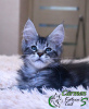 Photo №2 to announcement № 17915 for the sale of maine coon - buy in Russian Federation private announcement, from nursery, breeder