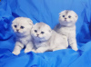 Photo №2 to announcement № 36473 for the sale of scottish fold - buy in Belarus private announcement