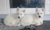 Photo №1. non-pedigree dogs - for sale in the city of Kiev | 380$ | Announcement № 18214