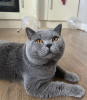 Photo №1. british shorthair - for sale in the city of Berlin | 317$ | Announcement № 101671