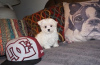 Photo №1. maltese dog - for sale in the city of Флоренция | 371$ | Announcement № 107583