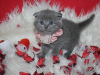 Photo №1. scottish fold - for sale in the city of Bastogne | Is free | Announcement № 120201