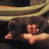 Photo №2 to announcement № 70723 for the sale of labrador retriever - buy in Bosnia and Herzegovina 