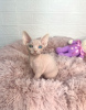 Photo №1. sphynx-katze - for sale in the city of Стамбул | 1500$ | Announcement № 102241