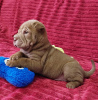 Photo №3. Shar Pei babies. Russian Federation