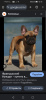 Photo №1. french bulldog - for sale in the city of Нови-Йичин | 500$ | Announcement № 119393