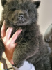 Photo №2 to announcement № 127689 for the sale of chow chow - buy in Portugal private announcement