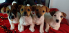 Photo №1. jack russell terrier - for sale in the city of Dnipro | 530$ | Announcement № 82124