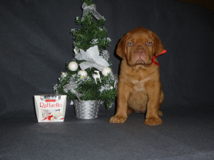 Photo №2 to announcement № 4559 for the sale of dogue de bordeaux - buy in Russian Federation from nursery, breeder