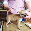 Photo №4. I will sell chihuahua in the city of New York. private announcement, from nursery - price - 400$