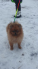 Additional photos: Pomeranian boy