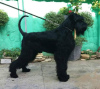 Photo №3. Giant Schnauzer dog for sale. Serbia