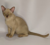 Photo №4. I will sell burmese cat in the city of Krasnodar. from nursery, breeder - price - 391$