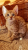 Photo №4. I will sell savannah cat in the city of Bankstown. private announcement - price - 300$