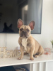 Photo №1. french bulldog - for sale in the city of Harish | 3698$ | Announcement № 36208