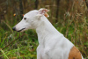 Photo №2. Mating service whippet. Price - negotiated