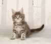 Photo №2 to announcement № 9153 for the sale of maine coon - buy in Russian Federation from nursery, breeder