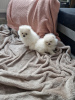 Photo №4. I will sell pomeranian in the city of Potsdam. private announcement - price - 380$