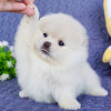 Photo №4. I will sell pomeranian in the city of Iisalmi. private announcement - price - 423$