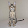 Photo №2 to announcement № 97314 for the sale of savannah cat - buy in Germany private announcement, breeder