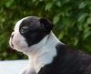 Photo №4. I will sell boston terrier in the city of Belgrade. breeder - price - negotiated
