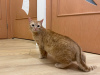 Additional photos: A wonderful young cat Fox is looking for a home and a loving family!