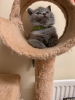 Photo №1. british shorthair - for sale in the city of Lloret de Mar | 370$ | Announcement № 121778