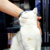 Additional photos: British cat looking for a new family
