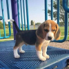 Additional photos: beagle