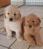 Photo №1. golden retriever - for sale in the city of Volgograd | 317$ | Announcement № 105498