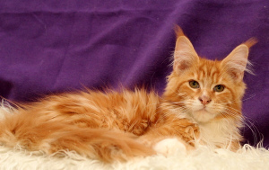 Photo №2 to announcement № 3051 for the sale of maine coon - buy in Russian Federation from nursery, breeder