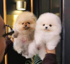 Photo №1. pomeranian - for sale in the city of Uppsala | Is free | Announcement № 98598