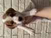 Photo №1. jack russell terrier - for sale in the city of Cherepovets | negotiated | Announcement № 43457