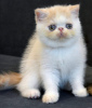 Photo №2 to announcement № 113691 for the sale of exotic shorthair - buy in Belarus from nursery