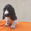 Additional photos: English Cocker Spaniel puppies