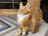 Photo №2 to announcement № 56828 for the sale of maine coon - buy in Germany 
