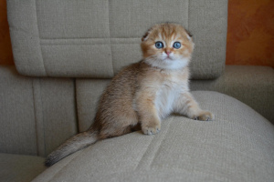 Photo №2 to announcement № 2275 for the sale of scottish fold - buy in Russian Federation from nursery