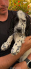 Photo №2 to announcement № 106341 for the sale of english setter - buy in Serbia private announcement