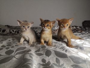 Photo №2 to announcement № 6475 for the sale of abyssinian cat - buy in Belarus breeder