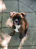 Photo №2 to announcement № 42509 for the sale of boxer - buy in United States breeder